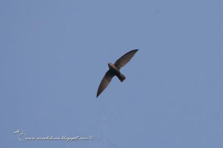Vencejo de tormenta (Sick´s Swift) Chaetura meridionalis