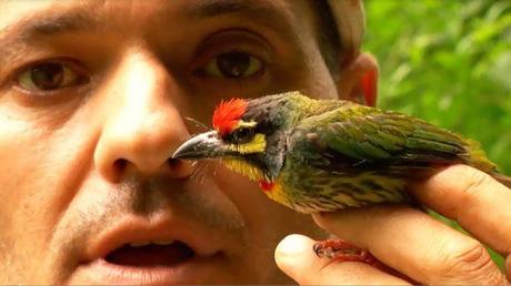 Frank de la jungla, el camino incorrecto de los programas de animales