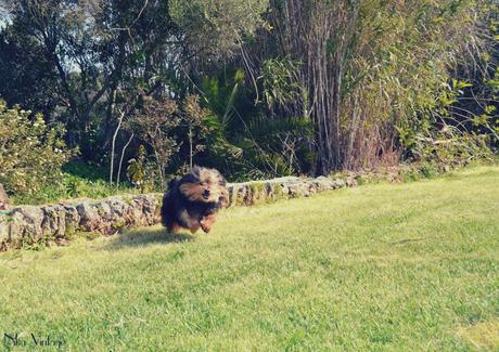 perros, fotografia, perro, mascota, quedada, hoy compartimos, Bajoz, Brillol