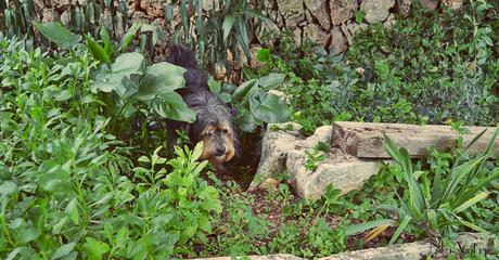 perros, fotografia, perro, mascota, quedada, hoy compartimos, Bajoz, Brillol