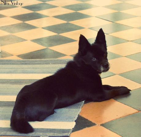 perros, fotografia, perro, mascota, quedada, hoy compartimos, Bajoz, Brillol