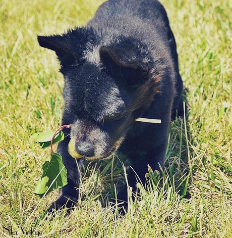 perros, fotografia, perro, mascota, quedada, hoy compartimos, Bajoz, Brillol