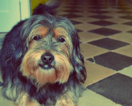 perros, fotografia, perro, mascota, quedada, hoy compartimos, Bajoz, Brillol