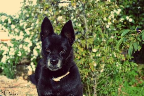 perros, fotografia, perro, mascota, quedada, hoy compartimos, Bajoz, Brillol