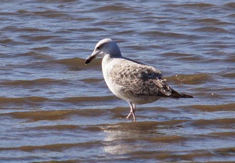 PREPARADOS PARA LA INVERNADA