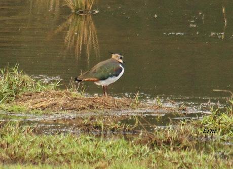 PREPARADOS PARA LA INVERNADA