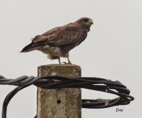 PREPARADOS PARA LA INVERNADA