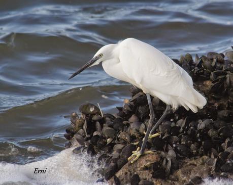 PREPARADOS PARA LA INVERNADA