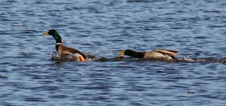 PREPARADOS PARA LA INVERNADA