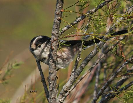 PREPARADOS PARA LA INVERNADA