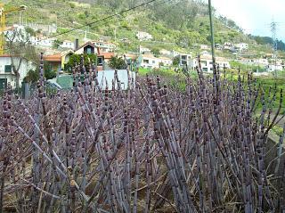 Caña de Azucar, Madeira, Portugal, La vuelta al mundo de Asun y Ricardo, round the world, mundoporlibre.com