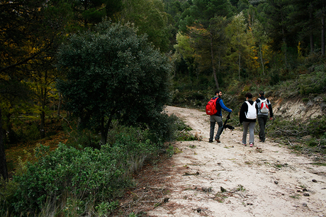 OTOÑO EN EL BOSQUE _MG_0565