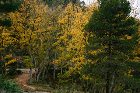 OTOÑO EN EL BOSQUE _MG_0635