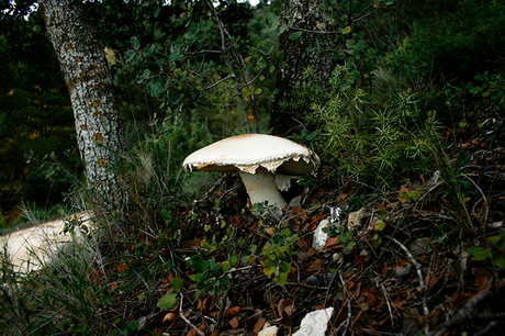 OTOÑO EN EL BOSQUE seta