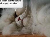 Estamos Agustito LXVIII... Experimento