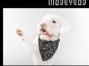 animas participar mascota