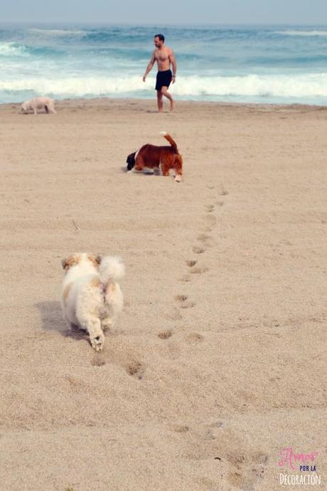 ¿TE ANIMAS A PARTICIPAR CON TU MASCOTA EN HC?