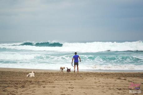 ¿TE ANIMAS A PARTICIPAR CON TU MASCOTA EN HC?