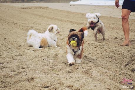 ¿TE ANIMAS A PARTICIPAR CON TU MASCOTA EN HC?