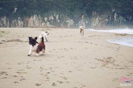 ¿TE ANIMAS A PARTICIPAR CON TU MASCOTA EN HC?