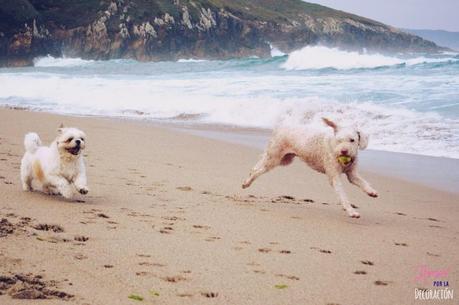 ¿TE ANIMAS A PARTICIPAR CON TU MASCOTA EN HC?