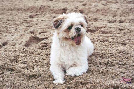 ¿TE ANIMAS A PARTICIPAR CON TU MASCOTA EN HC?