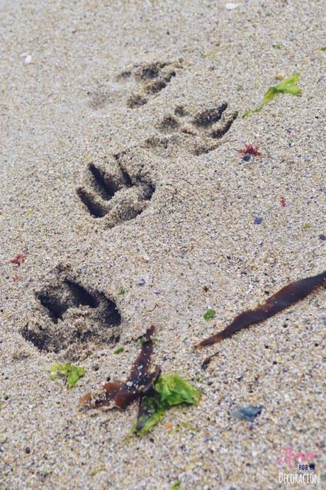 ¿TE ANIMAS A PARTICIPAR CON TU MASCOTA EN HC?