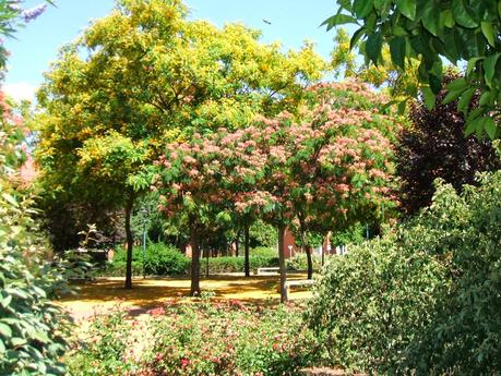 Acacia de Constantinopla