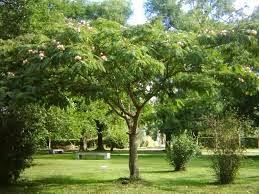 Acacia de Constantinopla