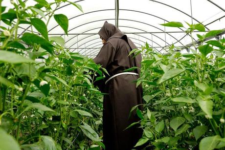 Pimientos de Herbón-Padrón:Un bocado con suspense