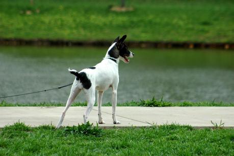 ¿Eres más interesante para tu perro que otros perros?