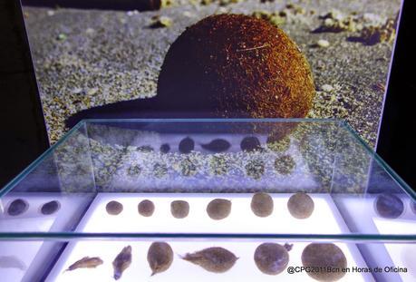 BARCELONA MÁS MEDITERRÁNEA QUE NUNCA