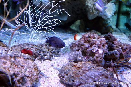 BARCELONA MÁS MEDITERRÁNEA QUE NUNCA