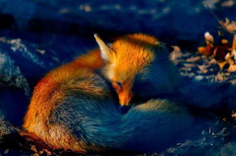 firefox-flickr