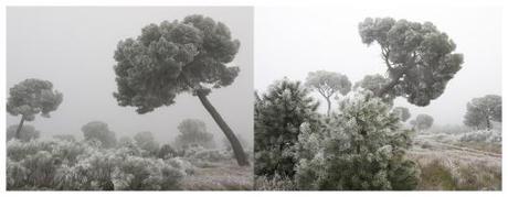 IKEBANA en VIPHOTO 2014 Dittico Ikebana Photosatriani