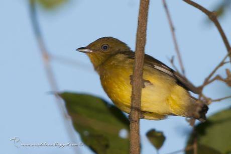 Bailarín naranja (Band-tailed manakin) Pipra fasciicauda