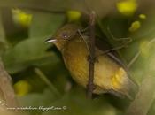 Bailarín naranja (Band-tailed manakin) Pipra fasciicauda