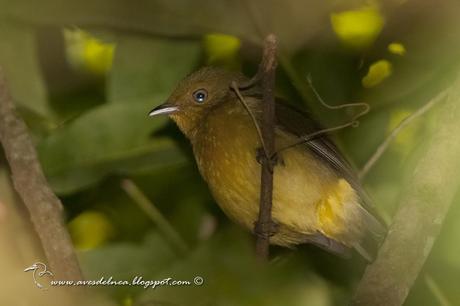 Bailarín naranja (Band-tailed manakin) Pipra fasciicauda