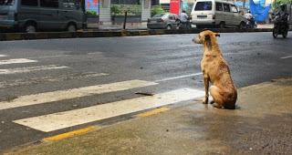 Perro muy sabio al cruzar la calle