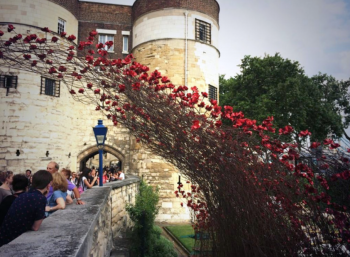 Amapolas en torre de londres 6