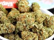 Alto consumo marihuana encoge cerebro pero compensa haciendo conexiones