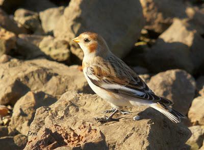 ESCRIBANO NIVAL (Plectrophenax nivalis) EN SANTOÑA