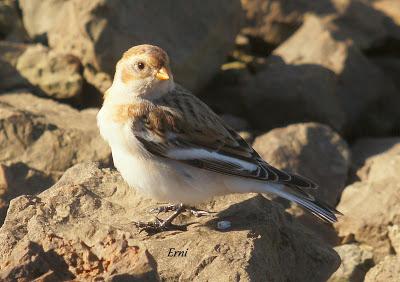 ESCRIBANO NIVAL (Plectrophenax nivalis) EN SANTOÑA