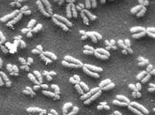 informacion genética: introducción