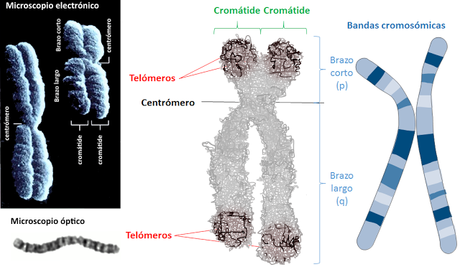 La informacion genética: introducción
