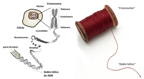 La informacion genética: introducción