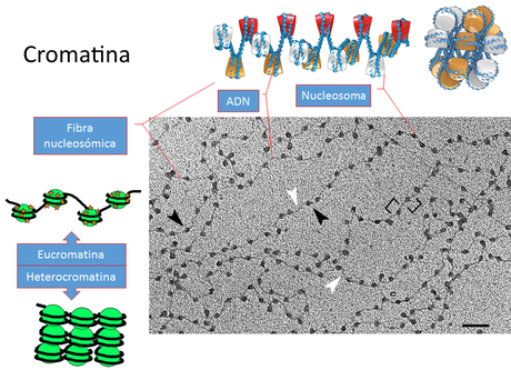 La informacion genética: introducción