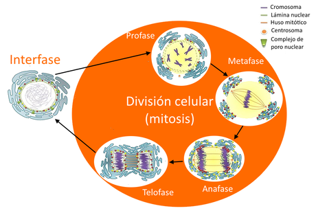 La informacion genética: introducción
