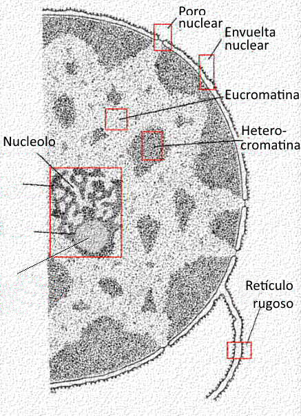 La informacion genética: introducción