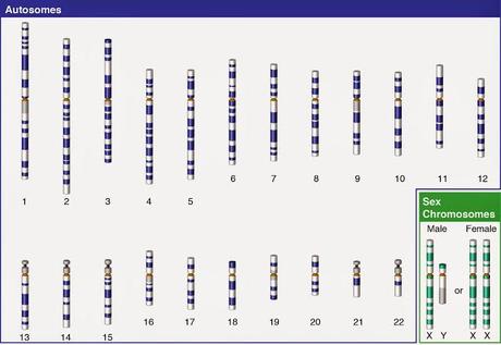 La informacion genética: introducción